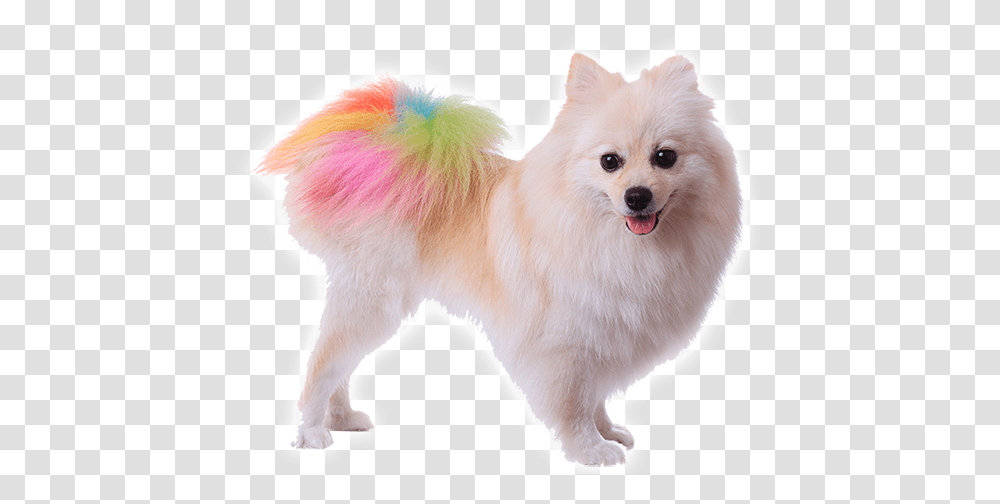 Pomeranian Dog Tail, Pet, Canine, Animal, Mammal Transparent Png