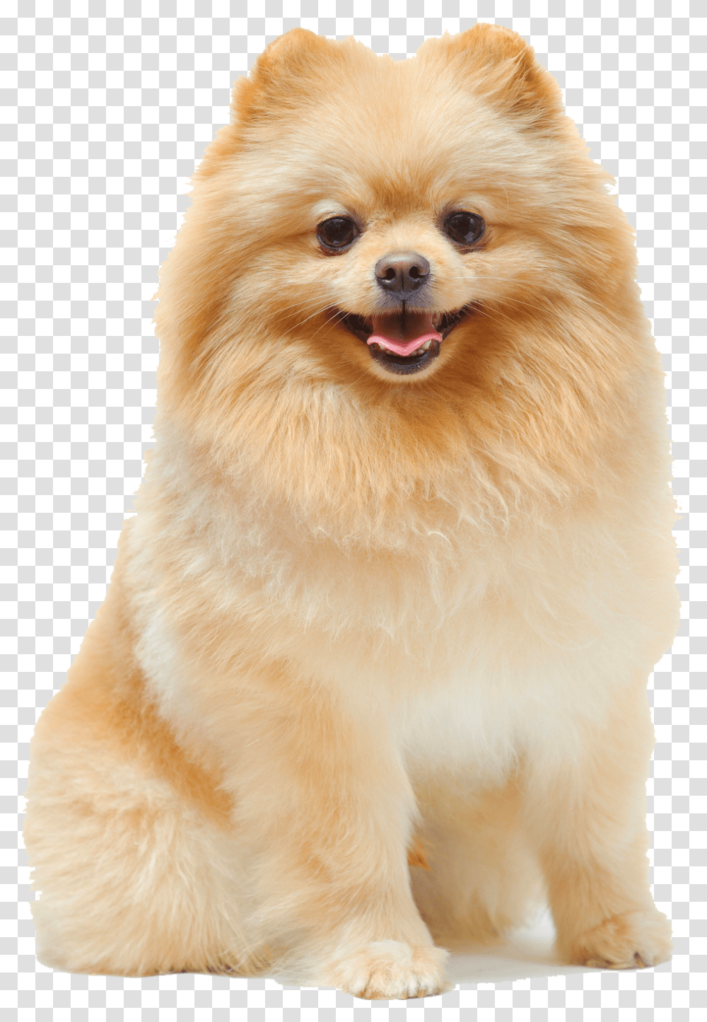 Pomeranian Female Pomeranian Dog, Pet, Canine, Animal, Mammal Transparent Png