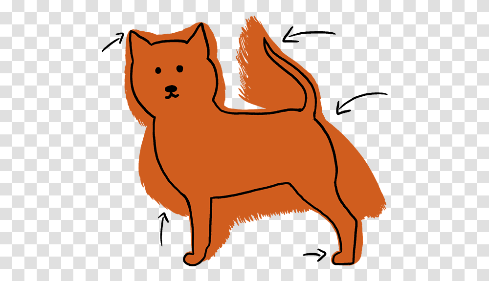 Pomeranian Haircut Styles Pictures And Diagrams From Animal Figure, Mammal, Dog, Pet, Canine Transparent Png
