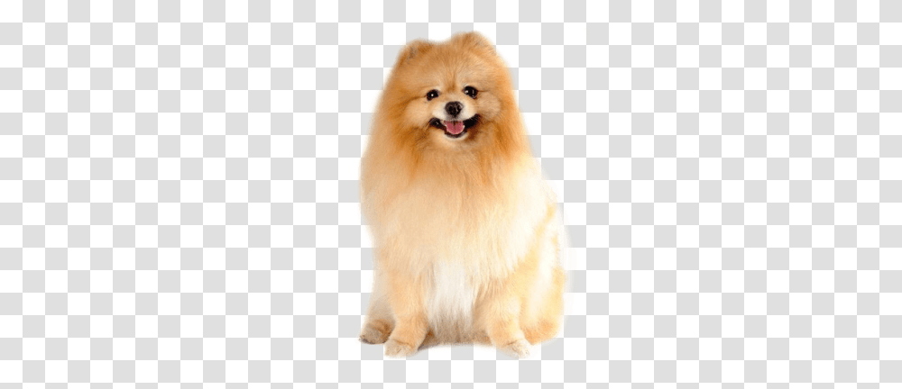 Pomeranian Puppy Hair Trimmer For Dog, Canine, Mammal, Animal, Pet Transparent Png