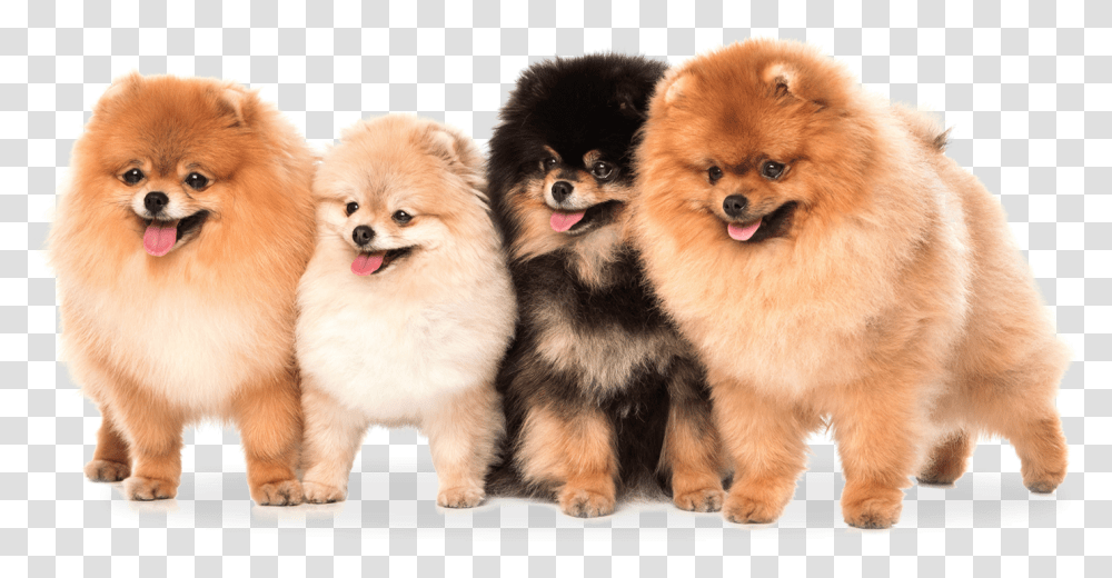 Pomeranian Teddy Bear Dog, Puppy, Pet, Canine, Animal Transparent Png