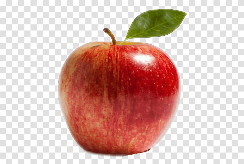 Pomme Apple Manzana Rouge Red Rojo Apple Kinnaur, Plant, Fruit Transparent Png