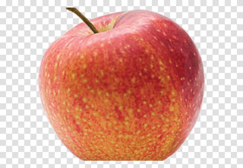 Pomme Bicolore, Plant, Fruit, Food, Apple Transparent Png