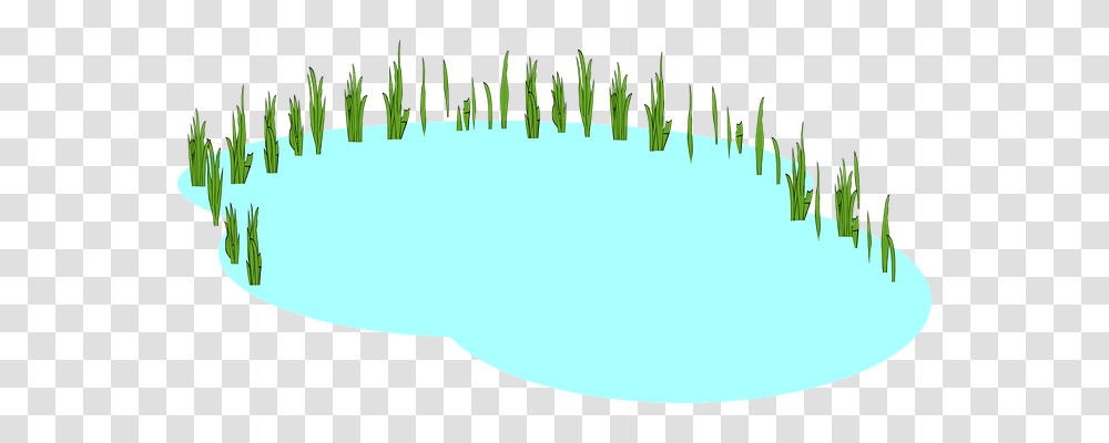 Pond Nature, Plant Transparent Png