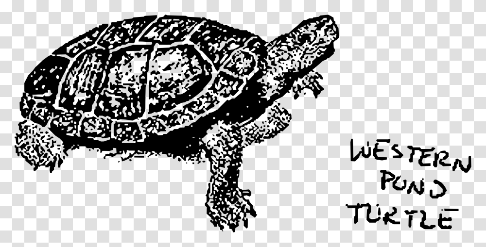 Pond Clipart Western Pond Turtle Cartoon, Gray, World Of Warcraft Transparent Png
