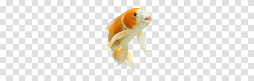 Pond, Goldfish, Animal Transparent Png