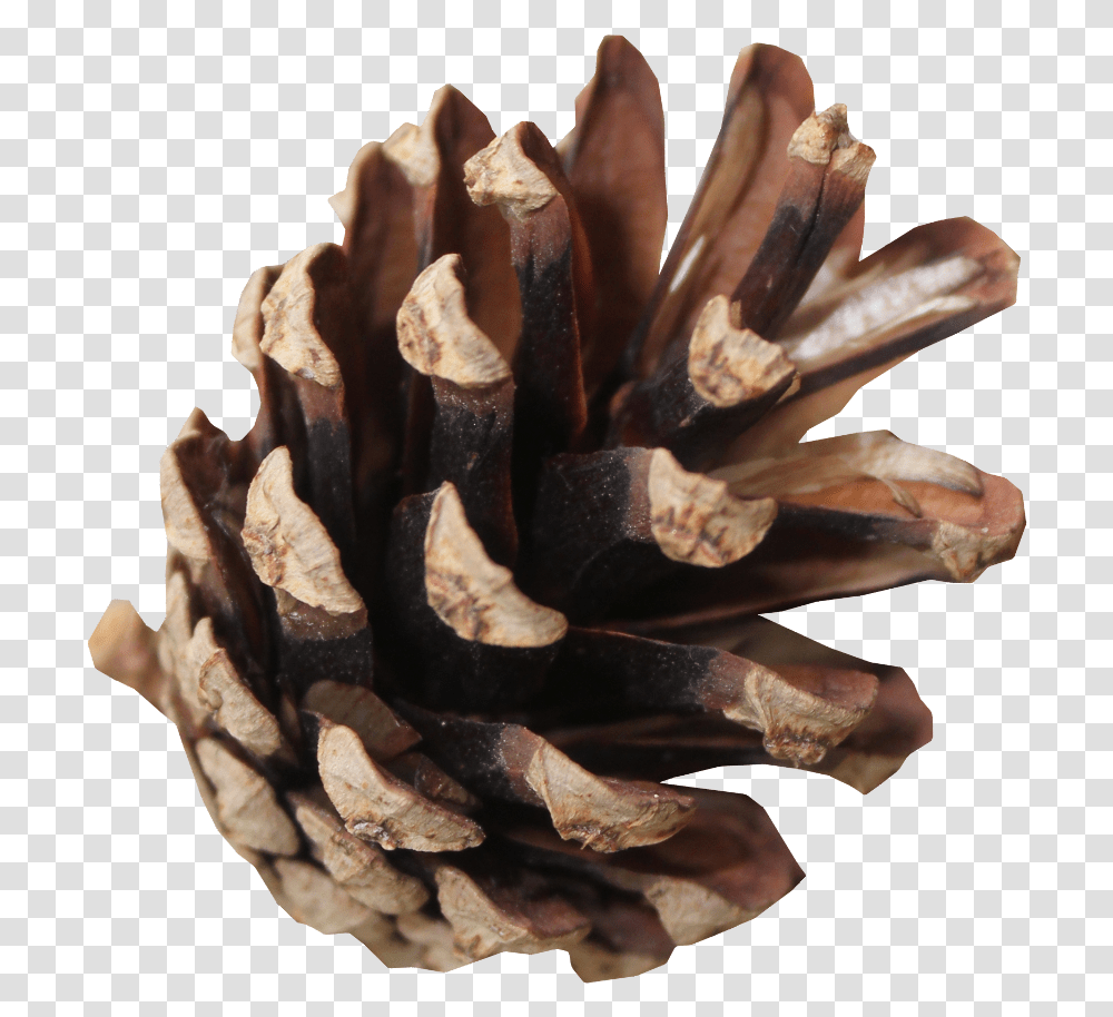 Pond Pine Download Conifer Cone, Plant, Tree, Wood, Larch Transparent Png
