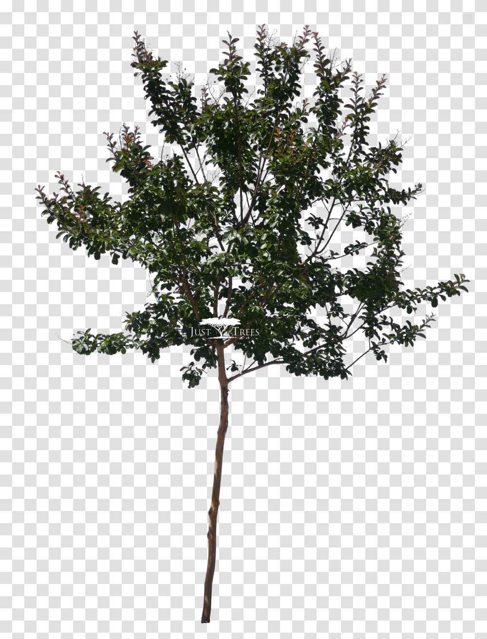 Pond Pine Lagerstroemia Indica Tree Transparent Png