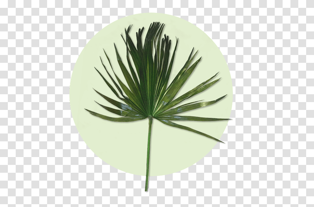 Pond Pine, Leaf, Plant, Flower, Green Transparent Png