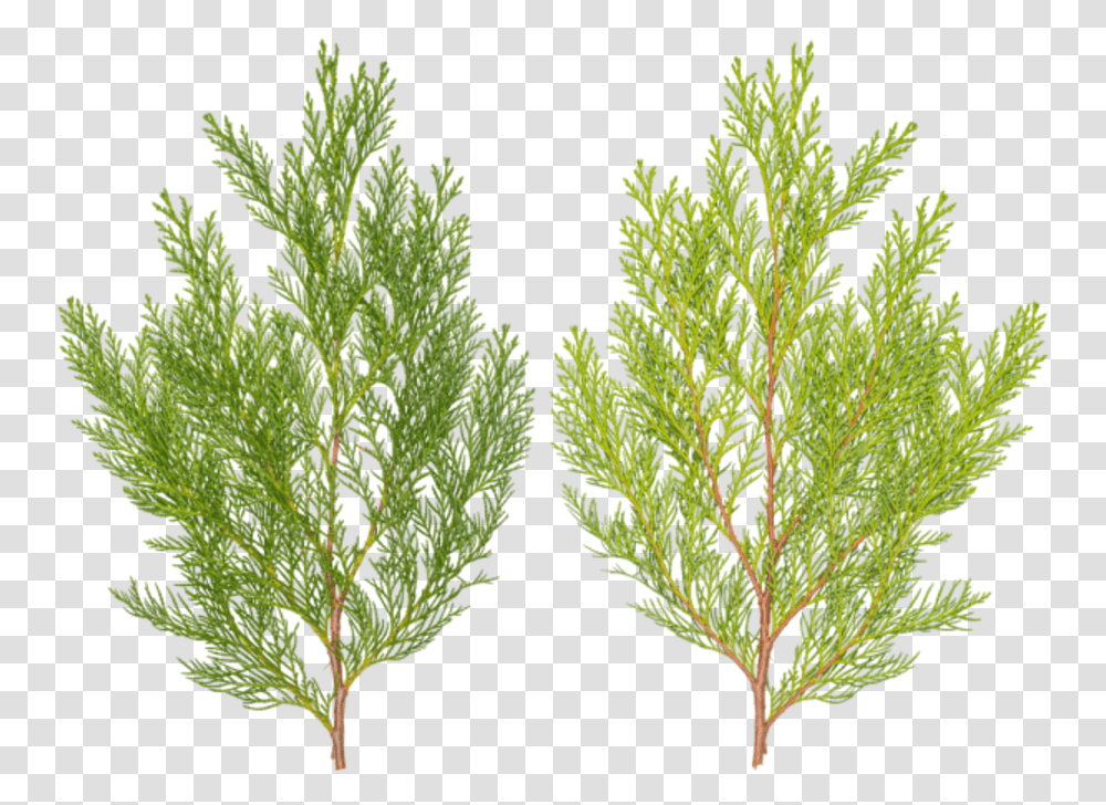Pond Pine, Leaf, Plant, Green, Grass Transparent Png