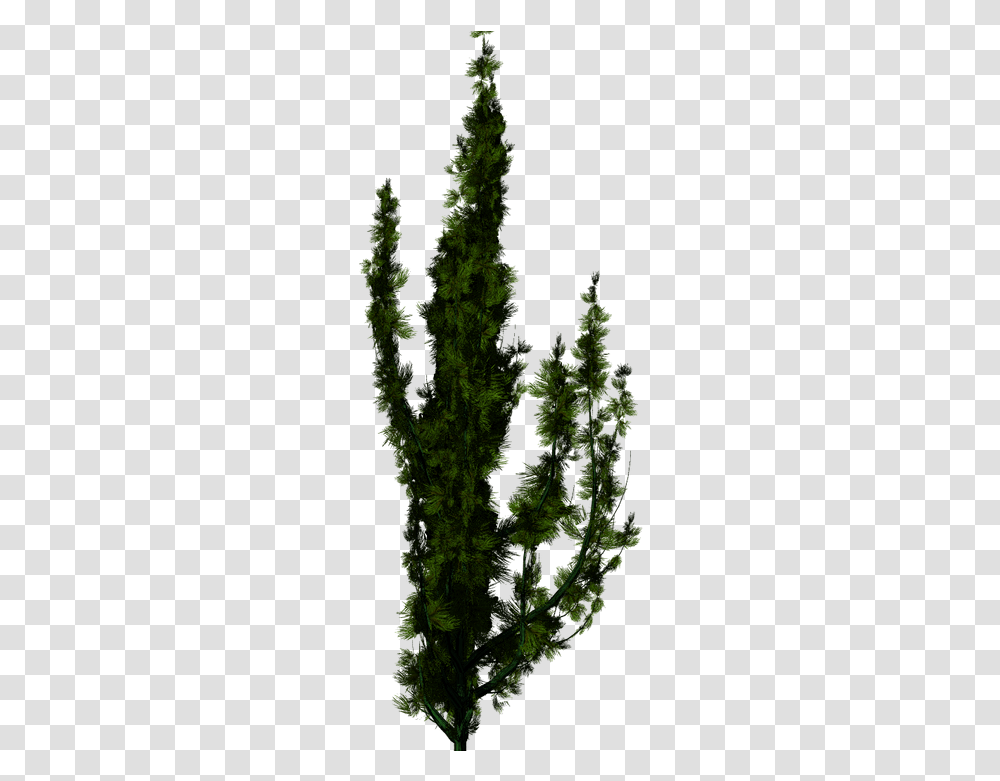 Pond Pine, Moss, Plant, Tree, Bush Transparent Png