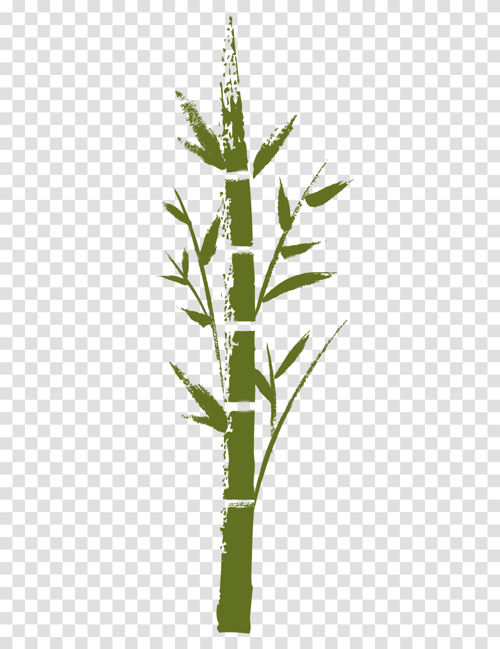 Pond Pine, Plant, Bamboo, Bamboo Shoot, Vegetable Transparent Png