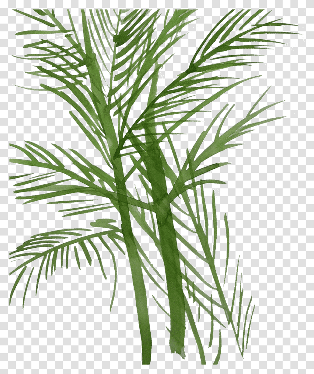 Pond Pine, Plant, Palm Tree, Arecaceae, Green Transparent Png