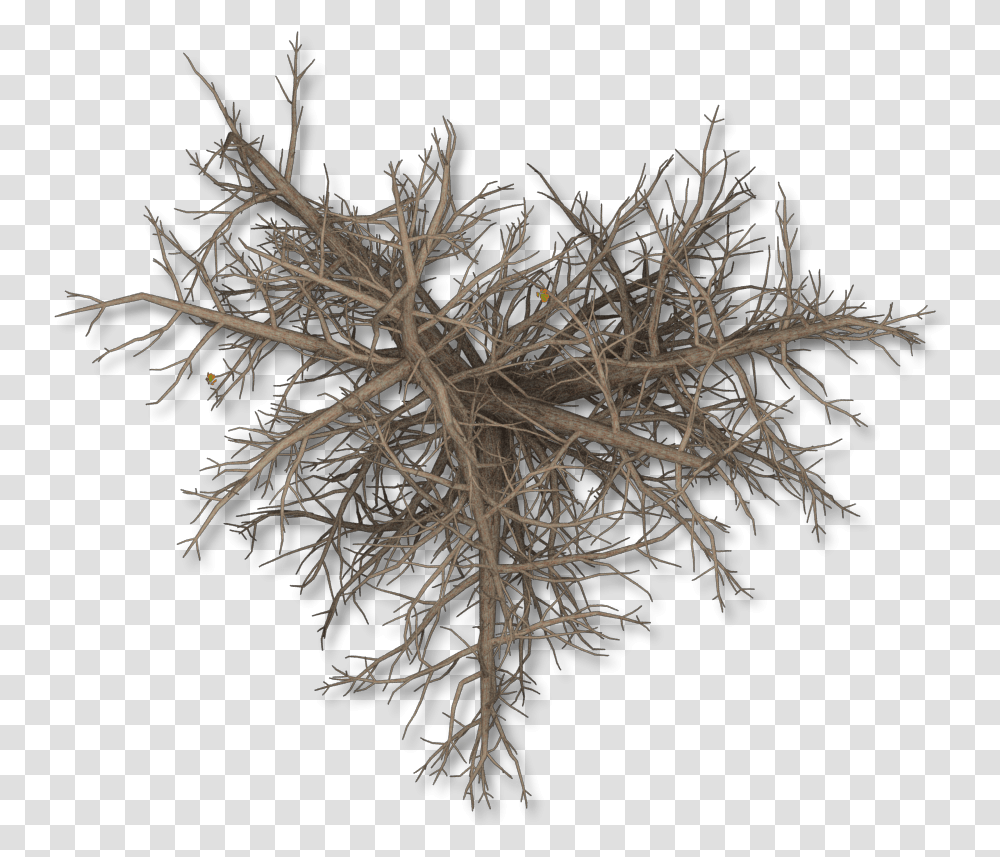 Pond Pine, Plant, Root, Fractal, Pattern Transparent Png