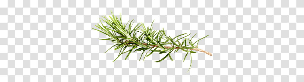 Pond Pine, Plant, Tree, Fir, Abies Transparent Png
