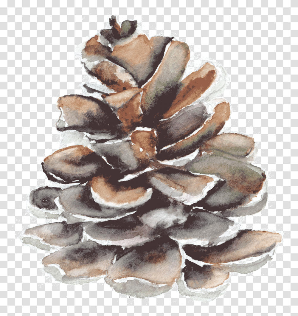 Pond Pine, Plant, Tree, Fungus, Wedding Cake Transparent Png