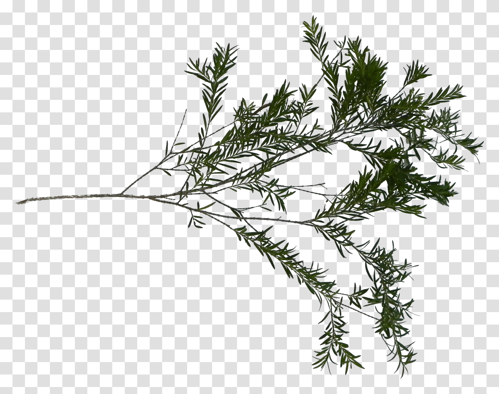 Pond Pine, Plant, Tree, Nature, Outdoors Transparent Png