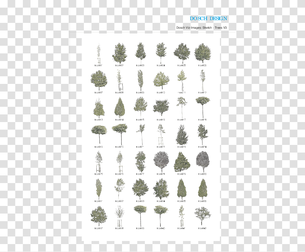 Pond Pine, Plant, Tree, Rug Transparent Png