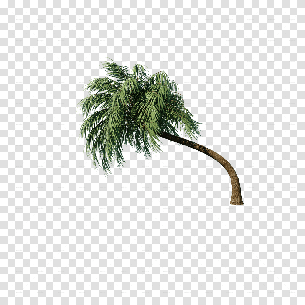 Pond Pine Transparent Png