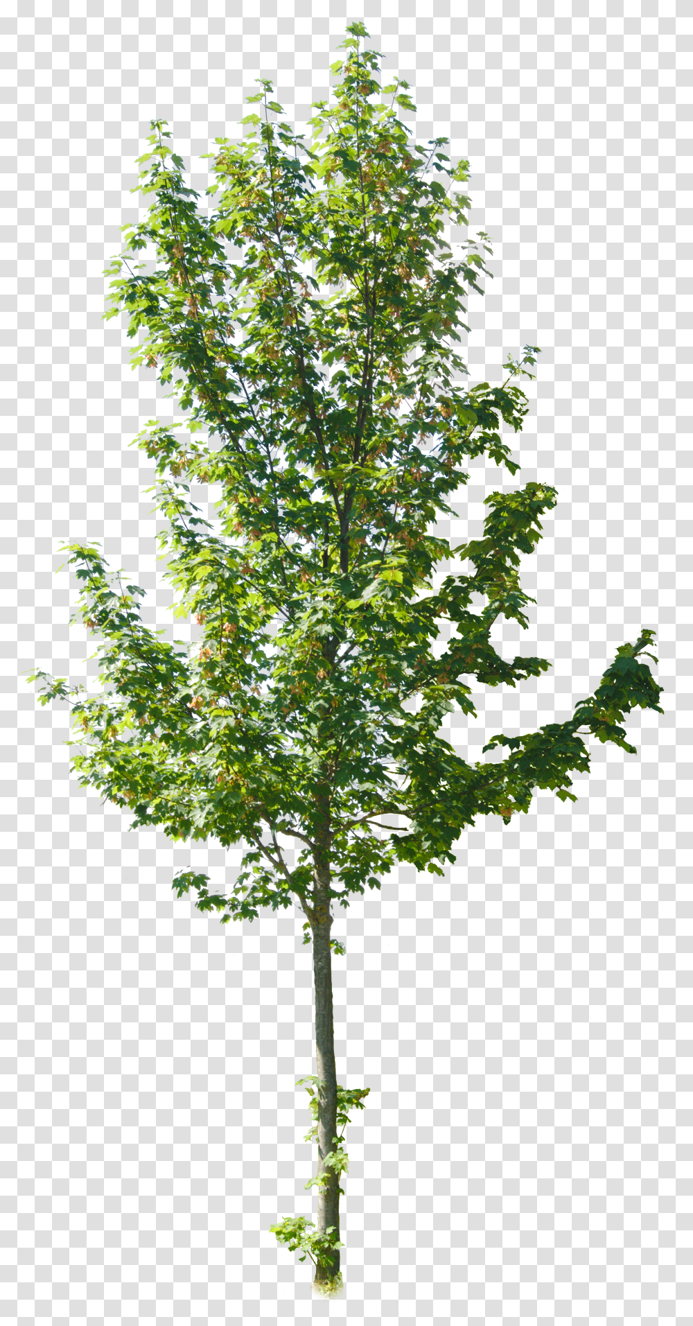 Pond Pine Transparent Png