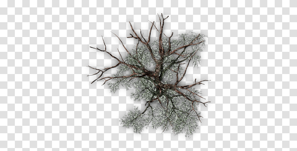 Pond Pine Tree From Above, Crystal, Mineral, Leaf, Plant Transparent Png