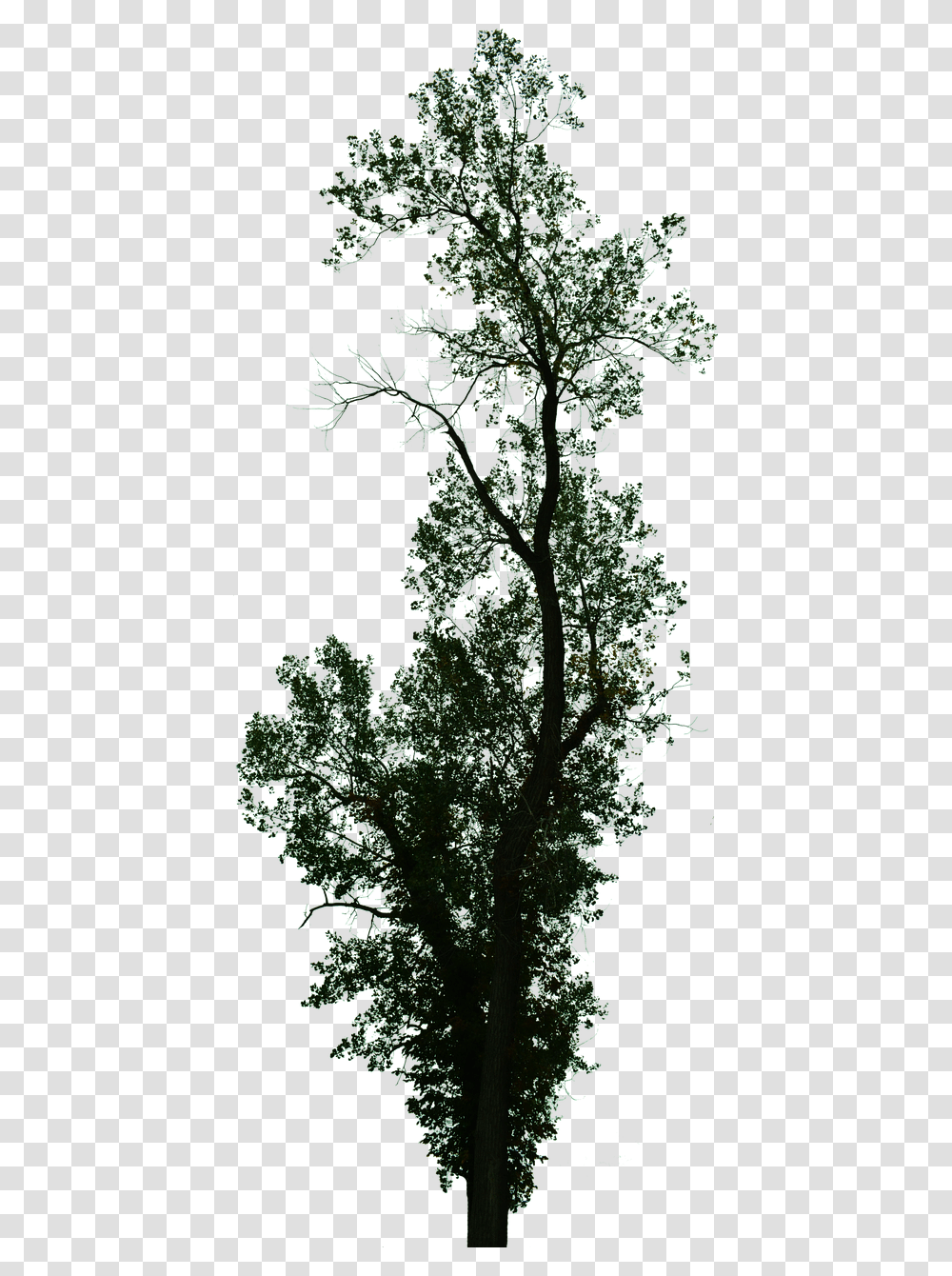 Pond Pine, Tree, Plant, Bush, Vegetation Transparent Png