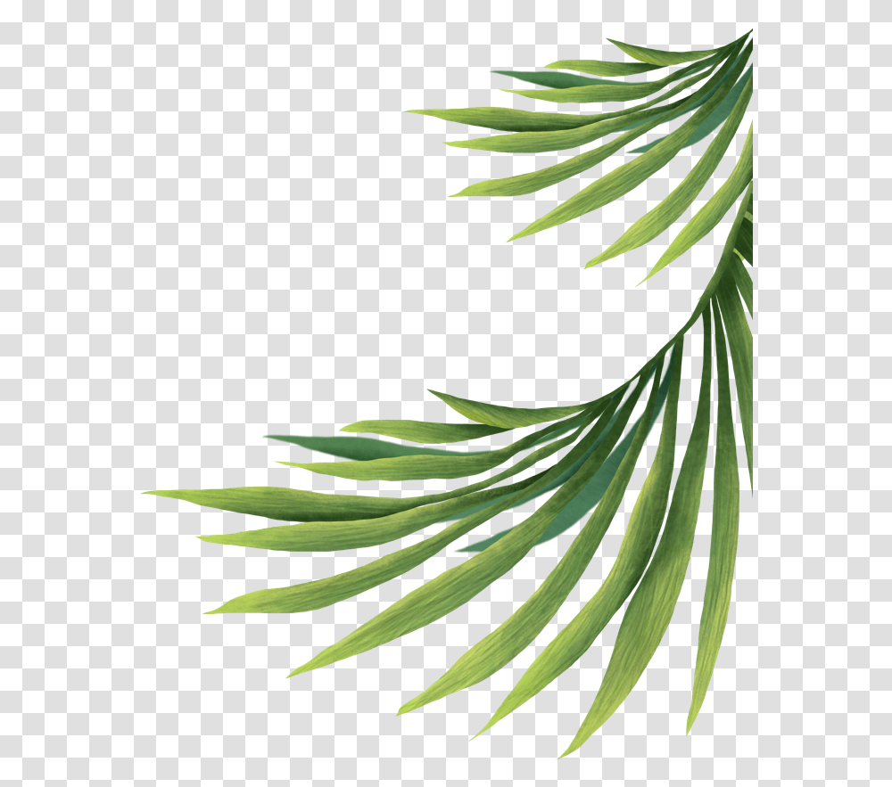 Pond Pine, Tree, Plant, Conifer, Fir Transparent Png