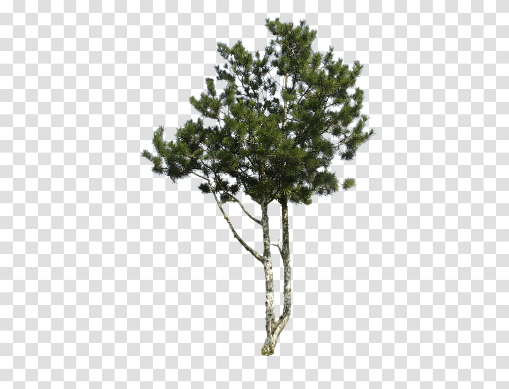 Pond Pine, Tree, Plant, Conifer, Tree Trunk Transparent Png