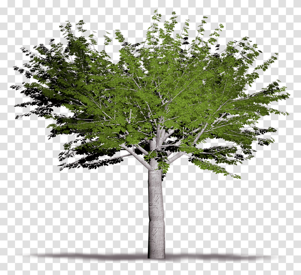 Pond Pine, Tree, Plant, Cross Transparent Png