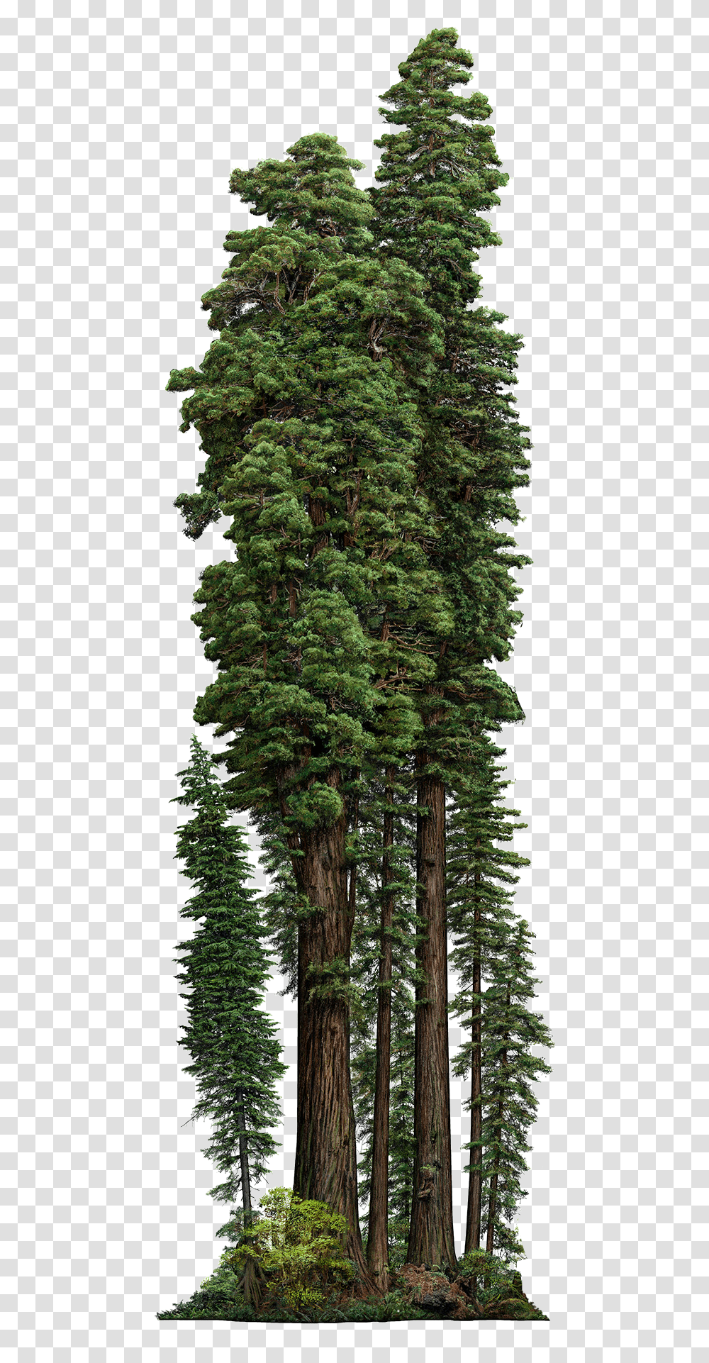 Pond Pine, Tree, Plant, Fir, Abies Transparent Png