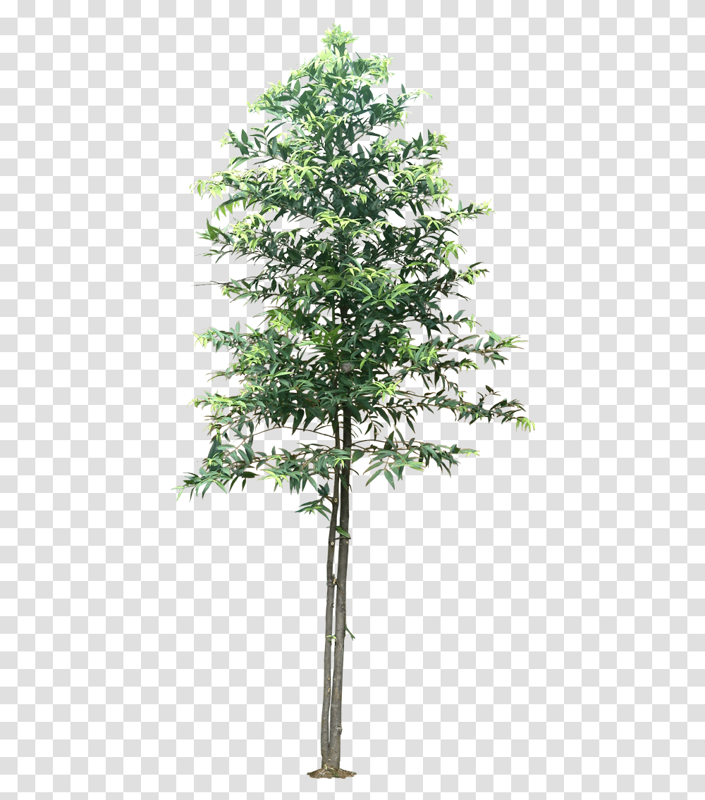 Pond Pine, Tree, Plant, Maple, Leaf Transparent Png