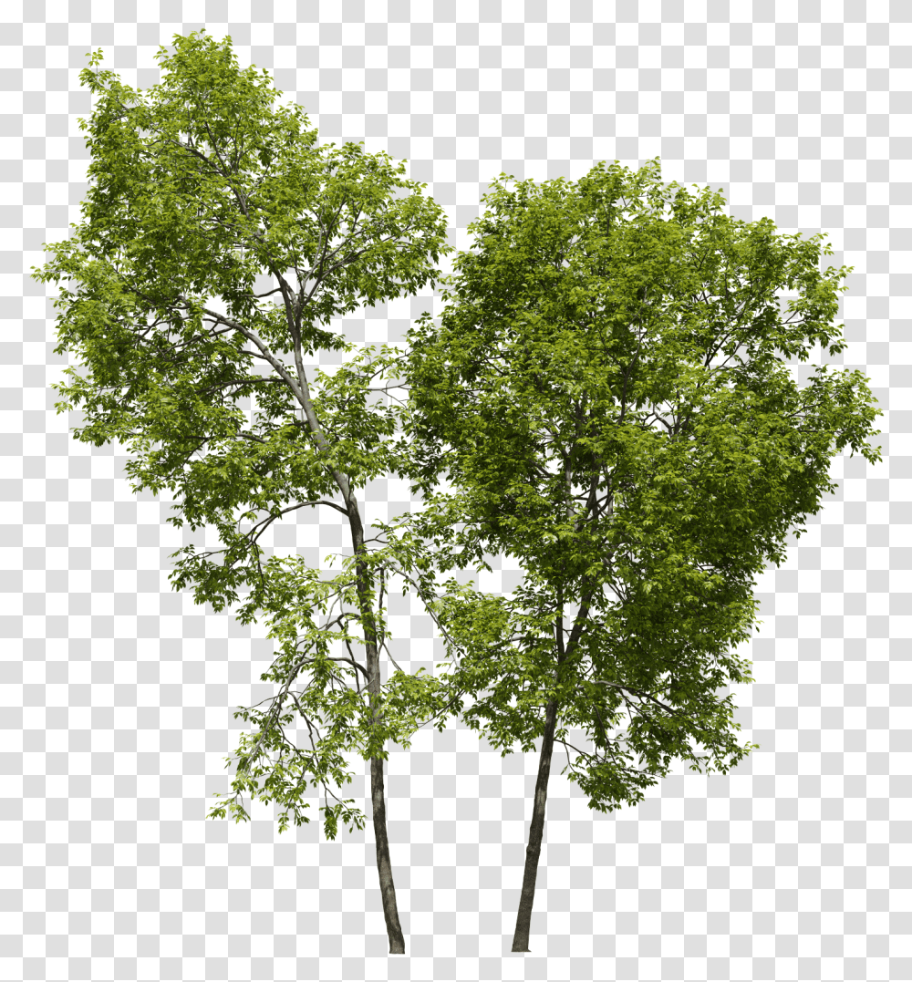 Pond Pine, Tree, Plant, Maple, Tree Trunk Transparent Png