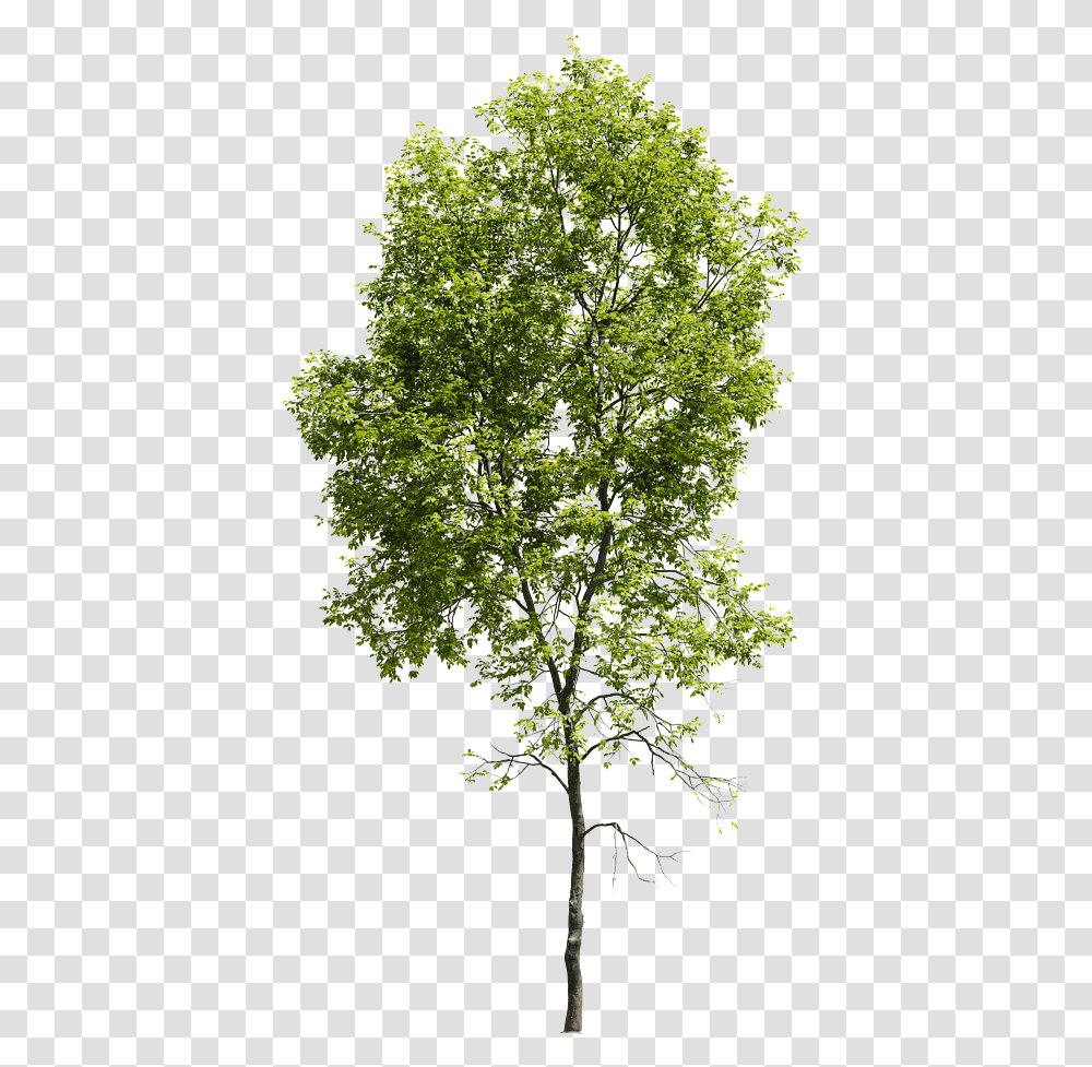 Pond Pine, Tree, Plant, Maple, Tree Trunk Transparent Png