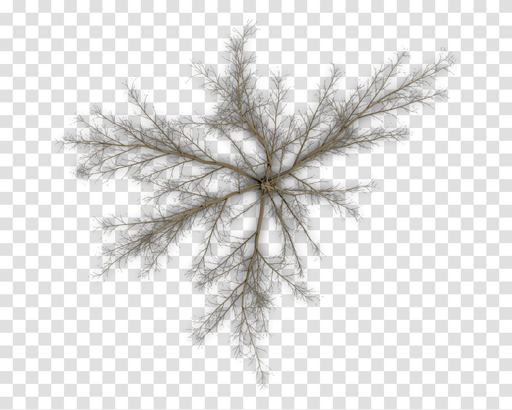 Pond Pine, Tree, Plant, Nature, Outdoors Transparent Png
