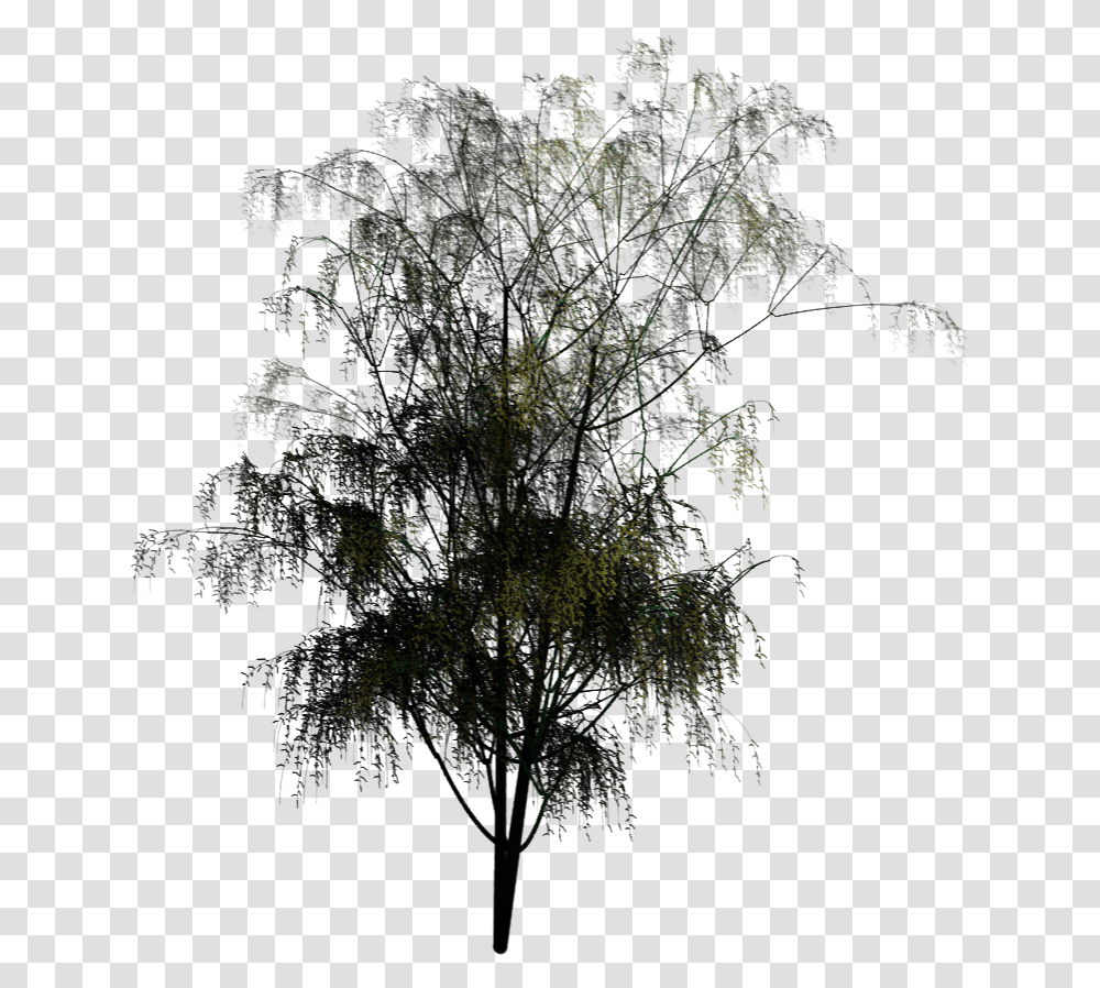 Pond Pine, Tree, Plant, Nature, Outdoors Transparent Png