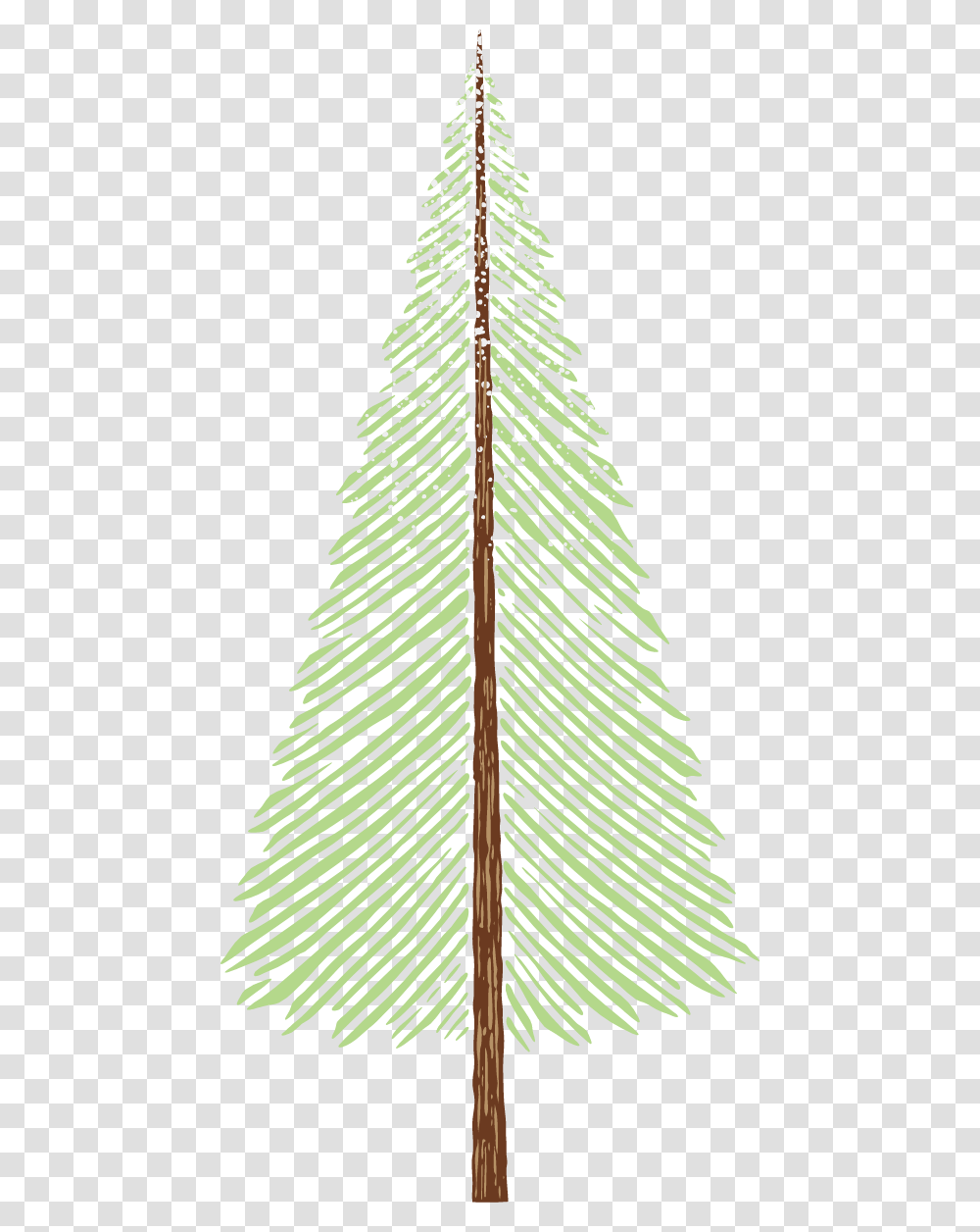 Pond Pine, Tree, Plant, Ornament, Pattern Transparent Png