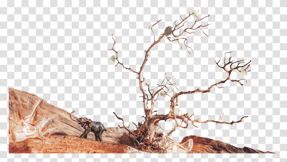 Pond Pine, Wood, Plant, Tree, Root Transparent Png