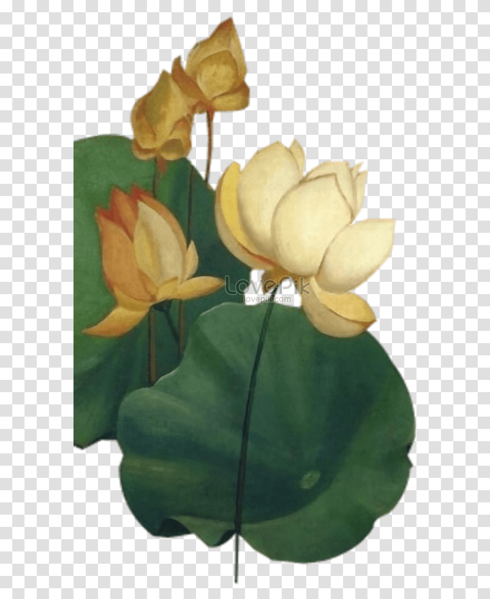 Pond Vector Lily Leaf Sacred Lotus, Plant, Flower, Blossom, Rose Transparent Png