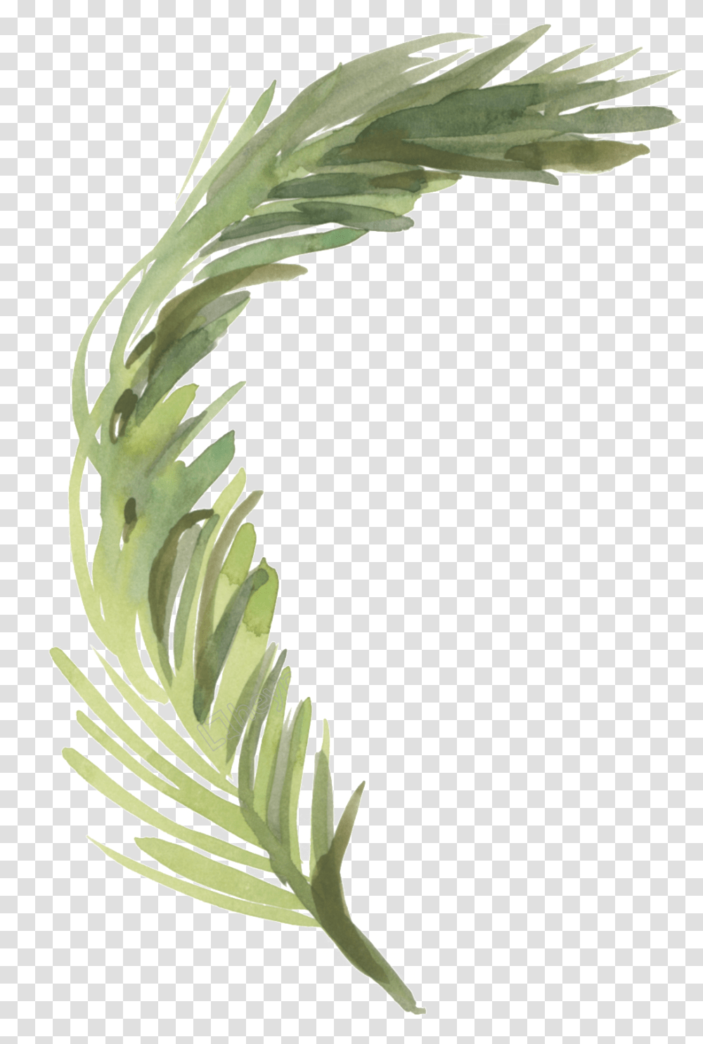 Pond Vector Reed Pampas Grass Watercolor, Floral Design, Pattern Transparent Png