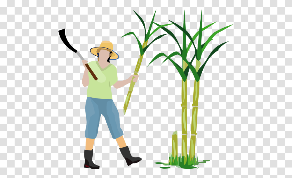 Pongal Grass Cartoon Grass Family For Thai Cartoon Sugar Plantation, Person, Human, Bamboo, Cane Transparent Png