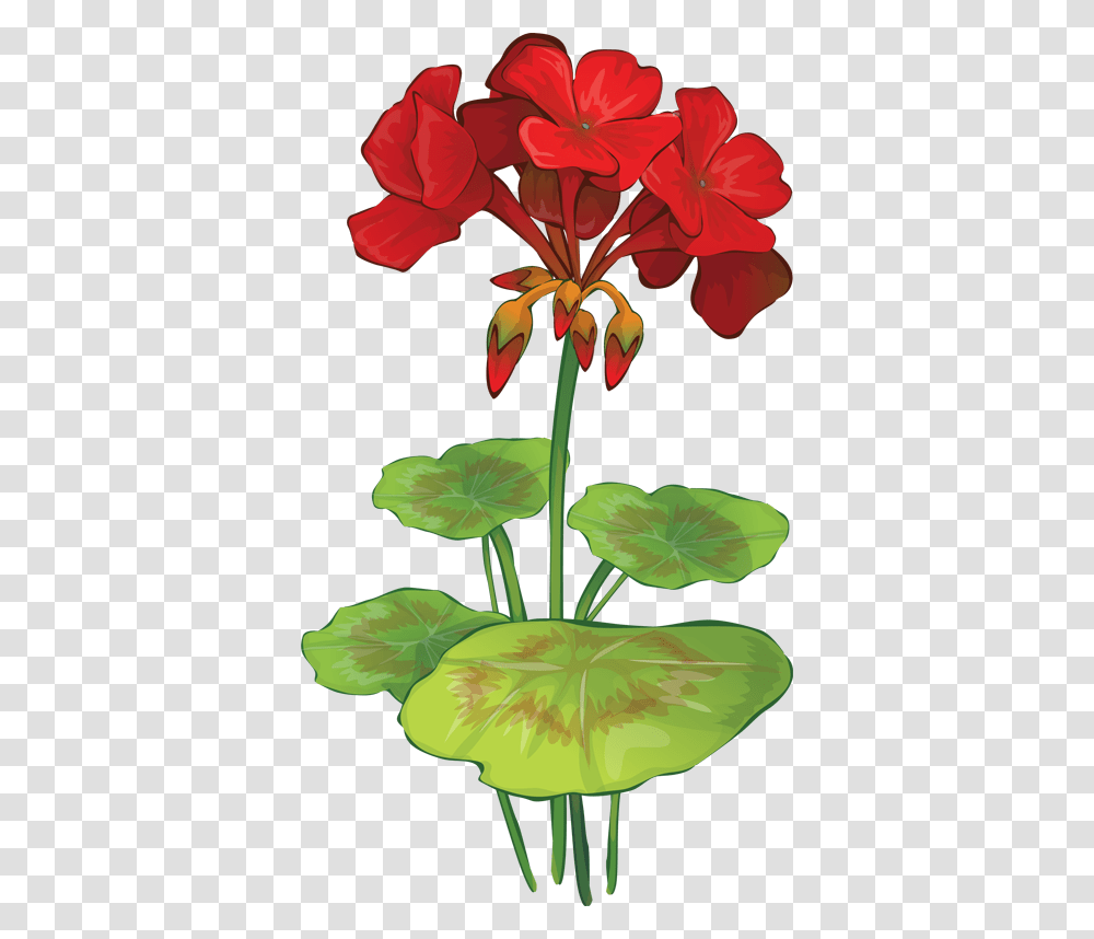 Pontiacs Rebellion An Overview Clip Art Flowers, Plant, Blossom, Lily, Geranium Transparent Png