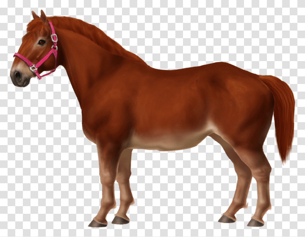 Pony Horse, Mammal, Animal, Colt Horse, Foal Transparent Png