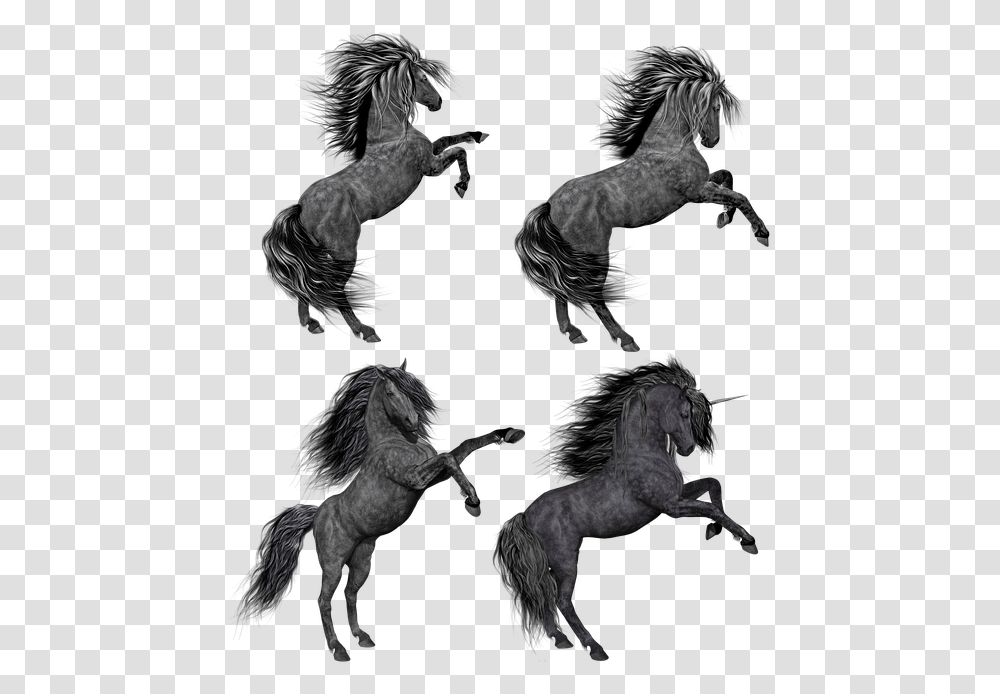 Pony Horse Unicorn Mare Stallion Rear Rearing Syair Hk 2 Agustus 2018, Mammal, Animal, Wolf, Person Transparent Png