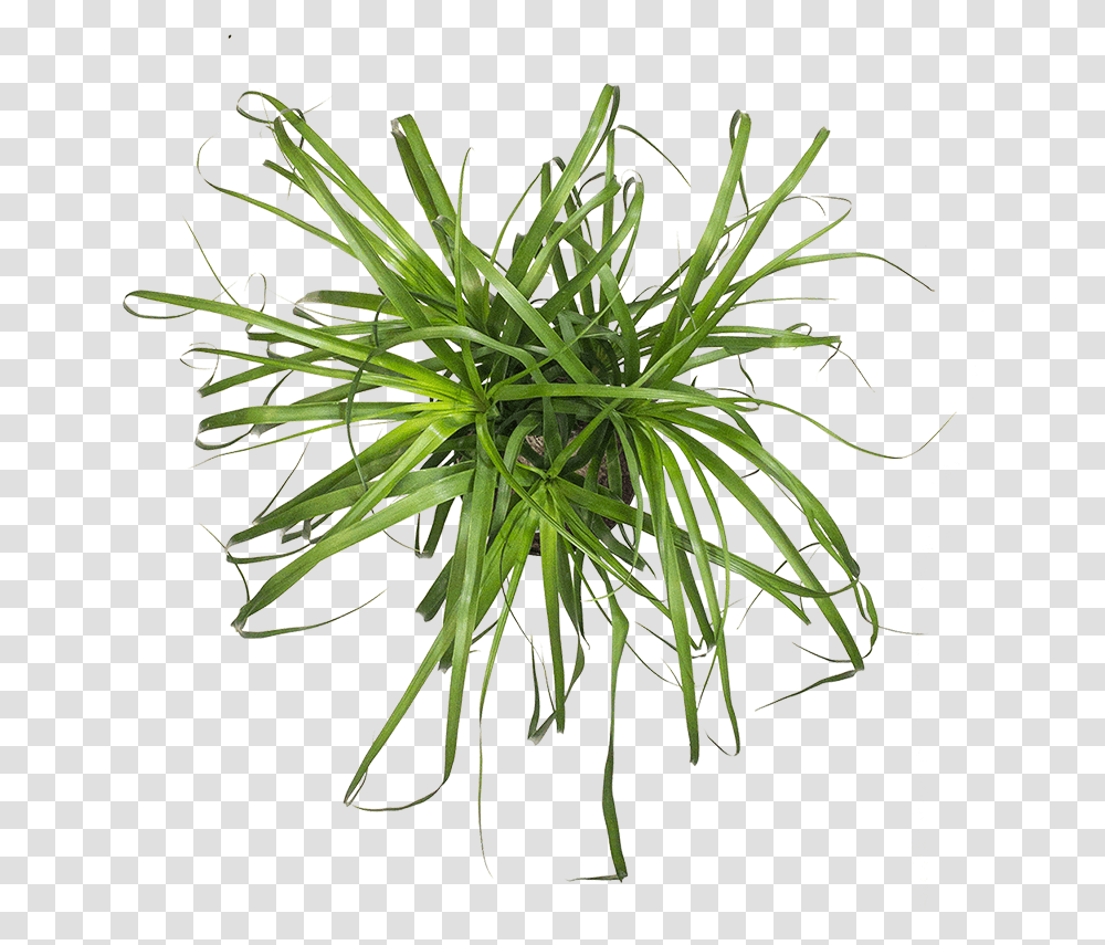 Ponytail Palm Grass, Plant, Hemp, Flower, Blossom Transparent Png