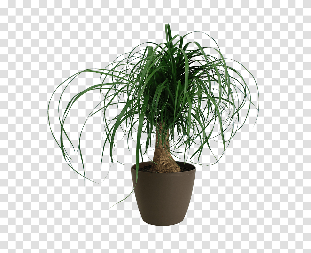 Ponytail Palm In White Pot Houseplant, Tree, Palm Tree, Arecaceae, Root Transparent Png