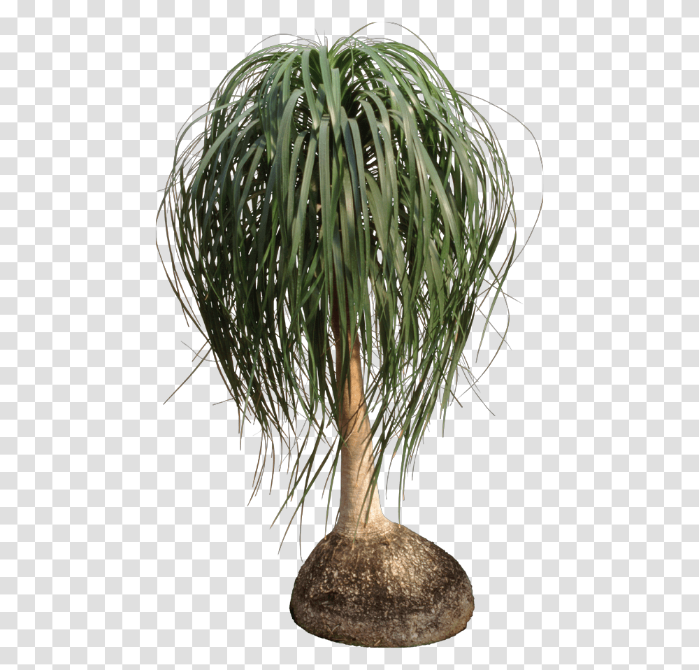 Ponytail Palm, Plant, Tree, Root, Vegetation Transparent Png