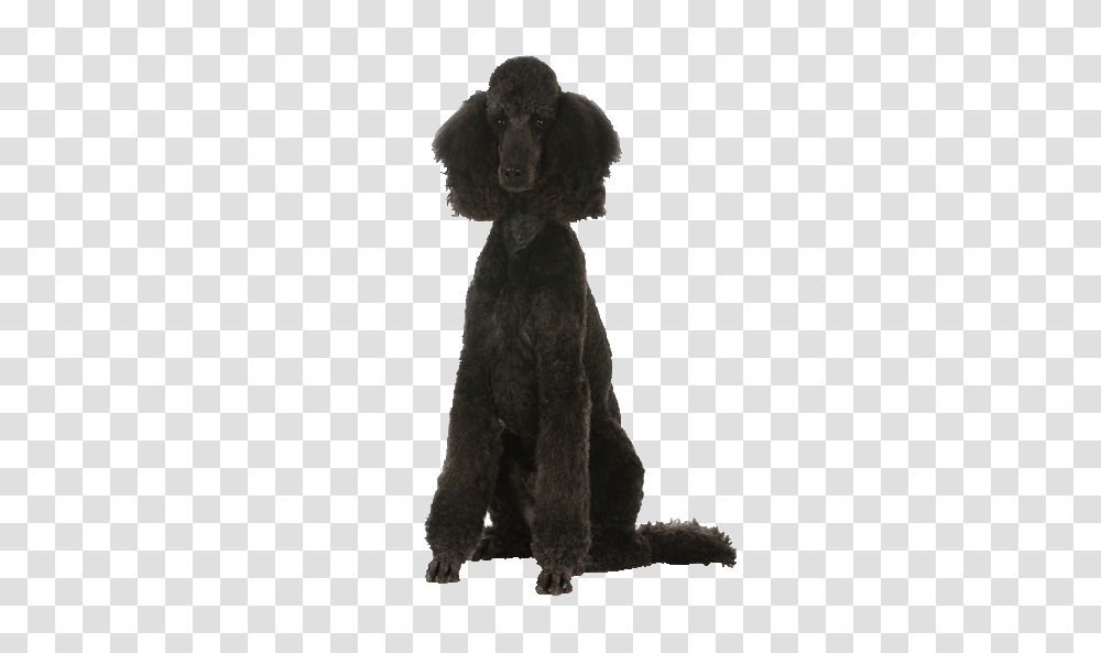 Poodle Beds Collars And Accessories, Dog, Pet, Canine, Animal Transparent Png