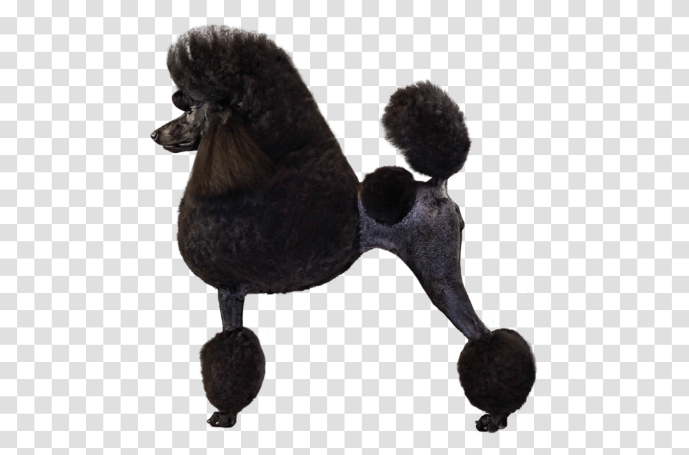 Poodle Breed Course Akc Canine College, Bird, Animal, Dog, Pet Transparent Png