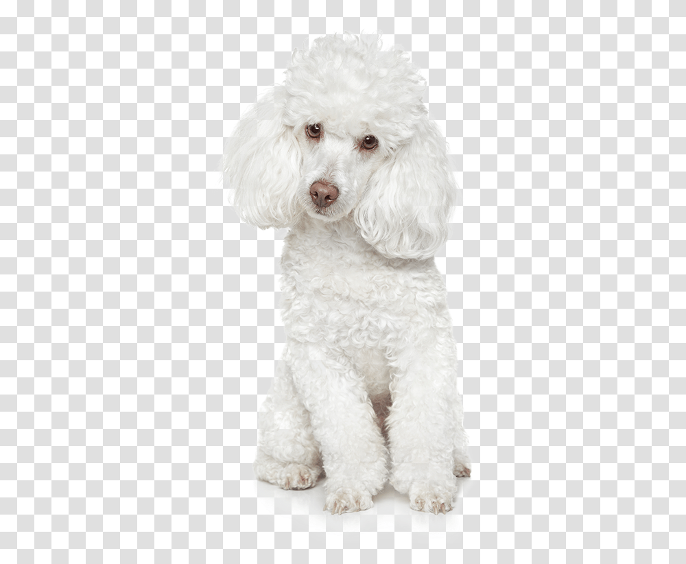 Poodle, Dog, Pet, Canine, Animal Transparent Png