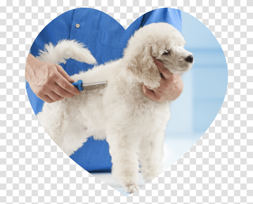 Poodle Grooming At The Salon For Dogs Brush For Poodle Dogs, Pet, Canine, Animal, Mammal Transparent Png